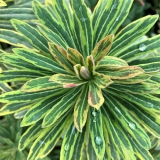 Bemerkenswerte Euphorbia-Sorten für Nordkalifornien