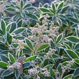 Faszinierende Evergreens für den Nordwestgarten