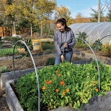 Schützen Sie Ihr Gemüse mit Mini-Hoop-Tunneln