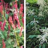 Pflanzen, die dem Garten Struktur verleihen