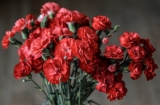 Kennen Sie Ihre Geburtsblume?