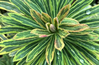 Bemerkenswerte Euphorbia-Sorten für Nordkalifornien