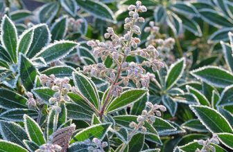 Faszinierende Evergreens für den Nordwestgarten