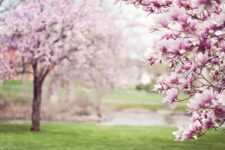 7 Fragen, um den perfekten Baum für den Garten zu finde