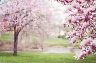 7 Fragen, um den perfekten Baum für den Garten zu finde
